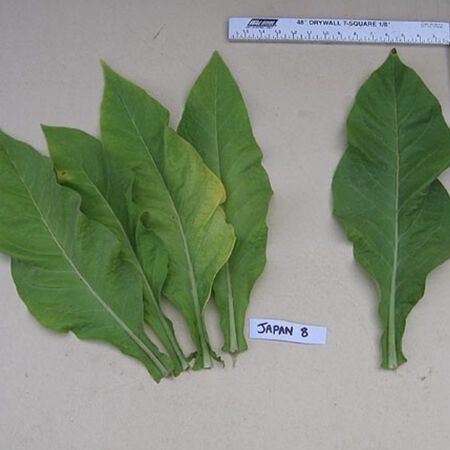 Japan 8, Tobacco Seed - Packet image number null